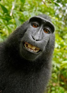 monkey selfie (Large)