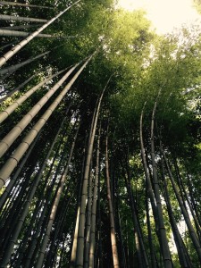 A fellow Osgoode student, Ghaith Sibai, captured this wonderful photograph of a bending bamboo forest in Japan during a travel-break from his recent exchange program in Hong Kong. It is meant to serve as a reminder that law students can find ways to fulfill more than just their curriculum requirements, if they are open to it.
