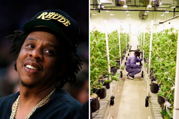 A picture of Jay-Z on the left, a person taking care of marijuana plants on the right